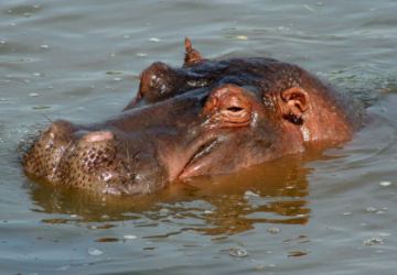 Basecamp - Hippo Katavi Basecamp - Hippo Katavi